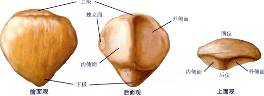 图片[1]-【每日一骨】膝关节之髌骨