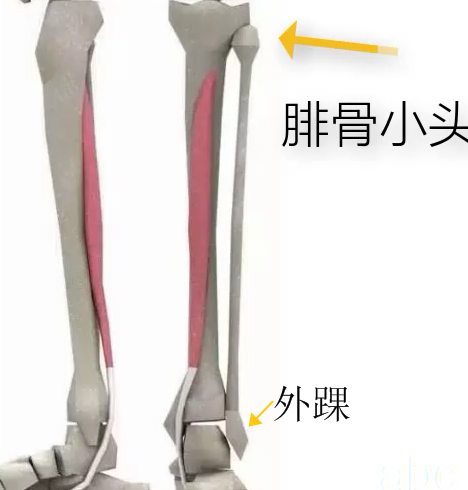 图片[1]-【每日一骨】膝关节之腓骨