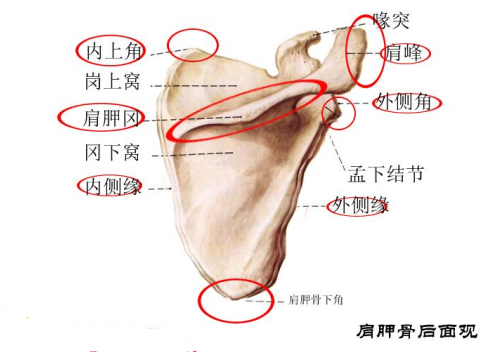 图片[1]-【每日一骨】肩胛骨