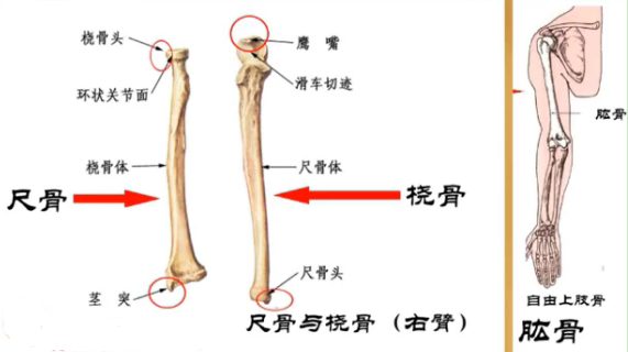 图片[1]-【每日一骨】肘关节之肱尺关节