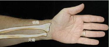 图片[2]-【每日一骨】肘关节之肱尺关节