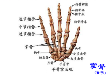 【每日一骨】腕关节之月骨