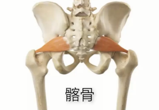 图片[1]-【每日一骨】骨盆之髂骨