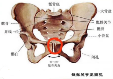 图片[1]-【每日一骨】骨盆之耻骨
