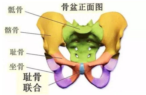 图片[2]-【每日一骨】骨盆之耻骨