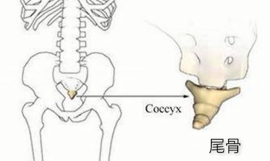 图片[1]-【每日一骨】骨盆之尾骨