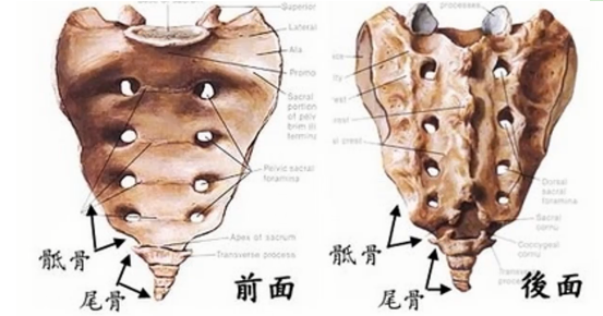 图片[2]-【每日一骨】骨盆之尾骨