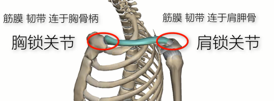 图片[2]-【每日一骨】锁骨