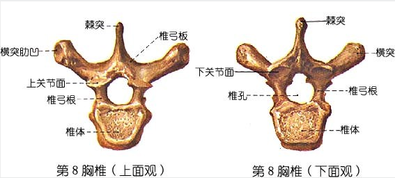 图片[1]-【每日一骨】胸椎的常见问题与复位方法