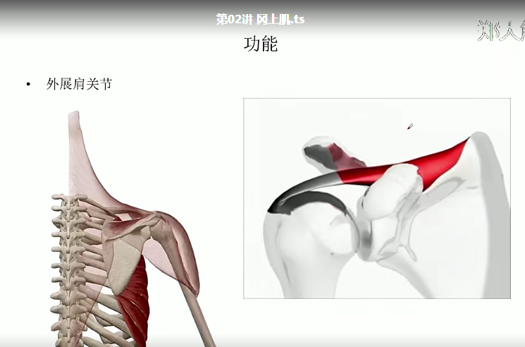 图片[9]-郑大解剖学徐高磊2020新课 厚积薄发100讲详细讲解肌肉功能视频教程【百度网盘下载】