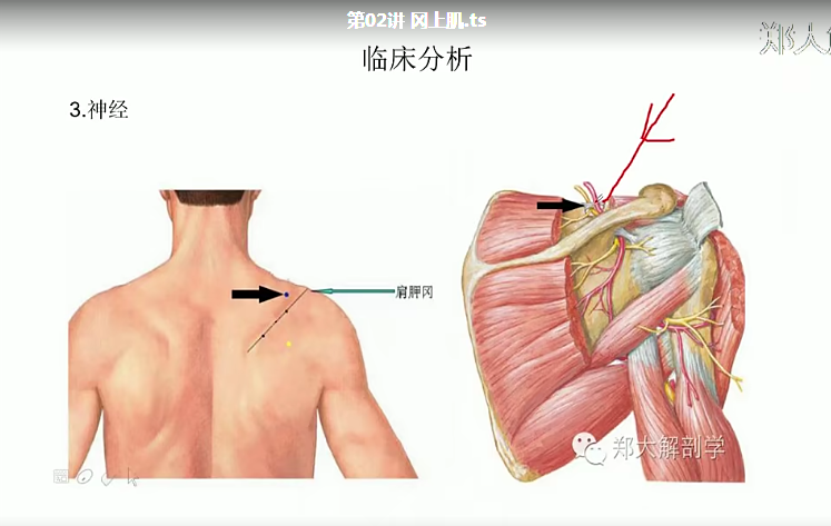 图片[10]-郑大解剖学徐高磊2020新课 厚积薄发100讲详细讲解肌肉功能视频教程【百度网盘下载】