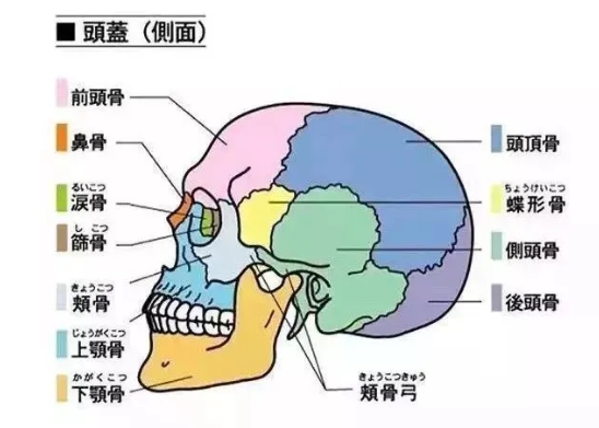 图片[6]-中医美颜宫廷古方徒手小脸塑颜术-女人按摩瘦脸国华养颜视频教程【百度网盘下载】