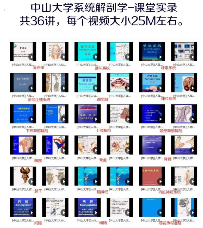 图片[2]-中山大学-人体系统解剖学视频教程神经呼吸消化系统解剖精品课【百度网盘下载】