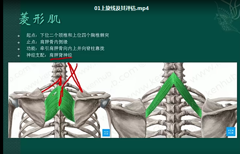 图片[3]-郑大解剖学徐高磊解剖列车进阶课程中医基础自学高清视频教程【百度网盘下载】