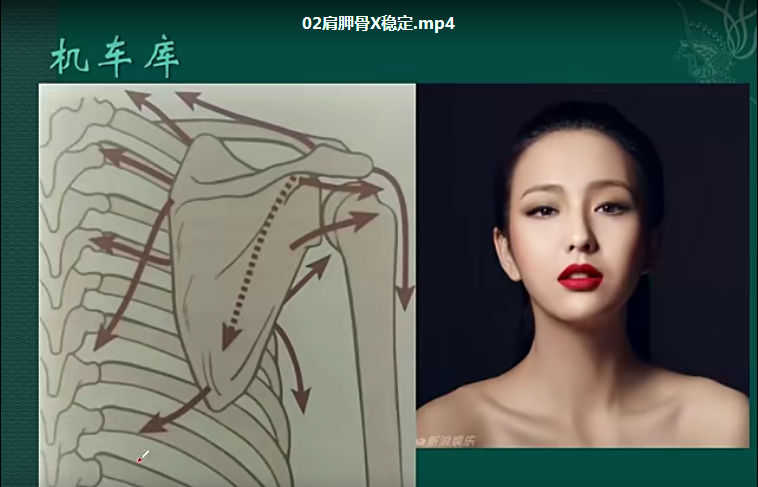 图片[4]-郑大解剖学徐高磊解剖列车进阶课程中医基础自学高清视频教程【百度网盘下载】