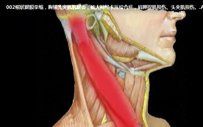 图片[4]-小针刀视频张天民吴绪平中国针刀医学大型系列视频教程20集【百度网盘下载】