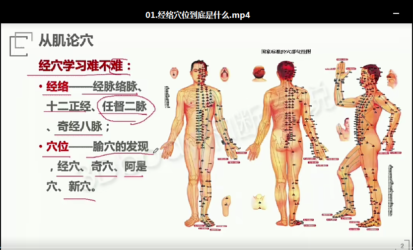 图片[4]-断层说中医康复-段佳强《从肌论穴》34讲高清视频教程【百度网盘下载】