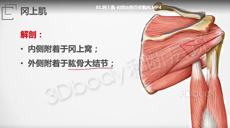 图片[5]-断层说中医康复-段佳强《每日一肌》54讲肌肉解剖与功能视高清频教程【百度网盘下载】