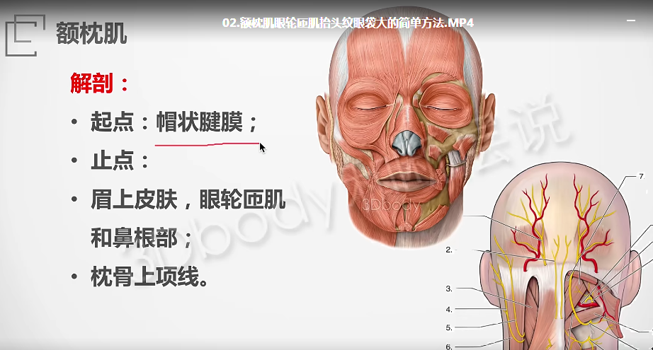 图片[6]-断层说中医康复-段佳强《每日一肌》54讲肌肉解剖与功能视高清频教程【百度网盘下载】