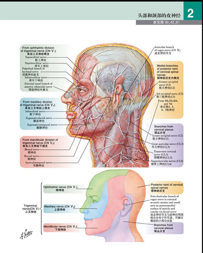 图片[7]-奈特人体解剖学彩色图谱第7版_张卫光2019译 (彩图) PDF电子版下载