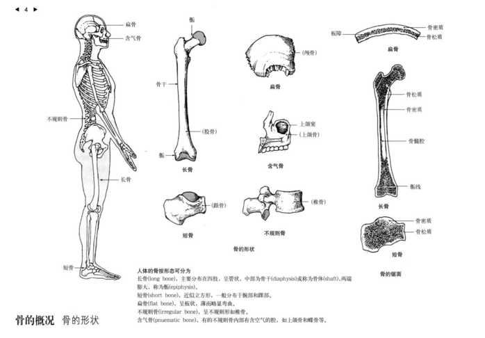 图片[3]-运动解剖学图谱第3版_顾德明2013年PDF电子版下载