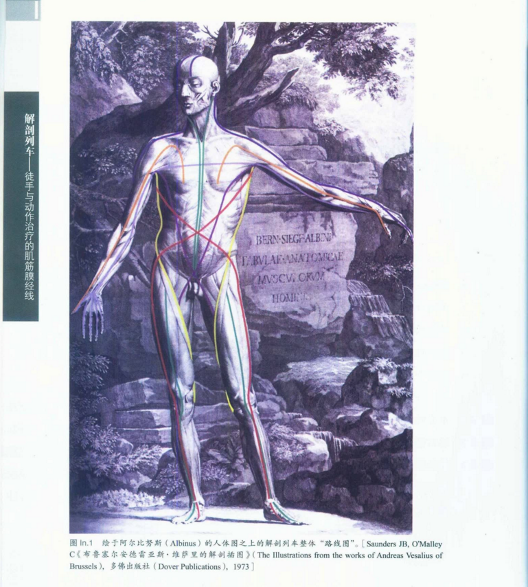 图片[3]-解剖列车 徒手与动作治疗的肌筋膜经线第3版_关玲PDF电子版下载