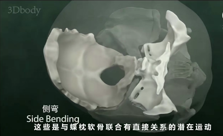 图片[9]-【零基础学颅骶课程】BCST3D高清颅骶疗法视频教程-百度网盘下载