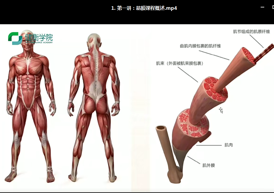 图片[4]-解剖列车:进入肌筋膜经线的世界40集高清视频课程-百度网盘下载