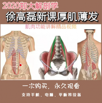 郑大解剖学徐高磊2020新课高清视频教程 厚积薄发100讲详细讲解肌肉功能-百度网盘下载-正骨教程博客